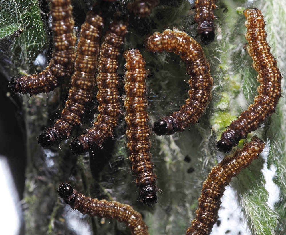 Junge Raupen Tagpfauenauge Junge Raupen Tagpfauenauge