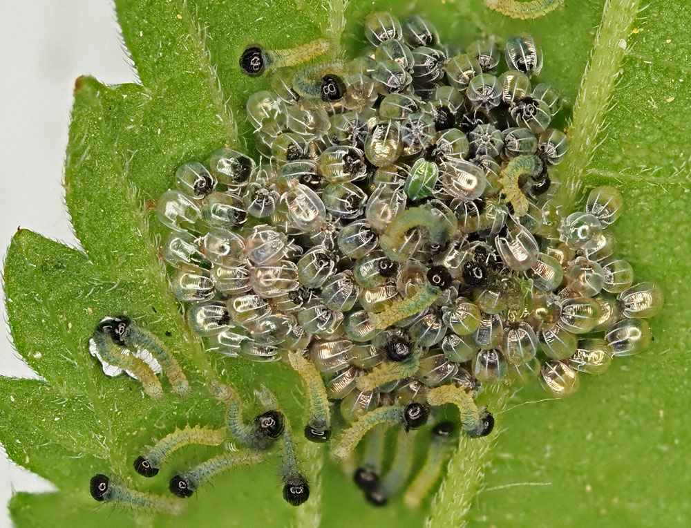 Eier und Raupenschlupf beim Tagpfauenauge Eier und Raupenschlupf beim Tagpfauenauge