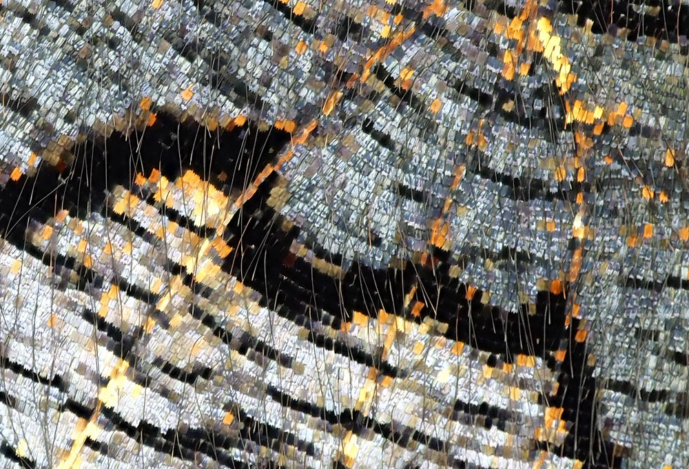 Tagpfauenauge Schuppen Flügelunterseite Tagpfauenauge Schuppen Flügelunterseite