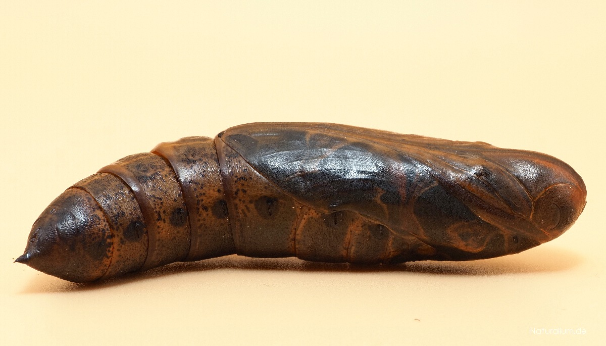 Oleanderschwärmer Daphnis nerii Puppe