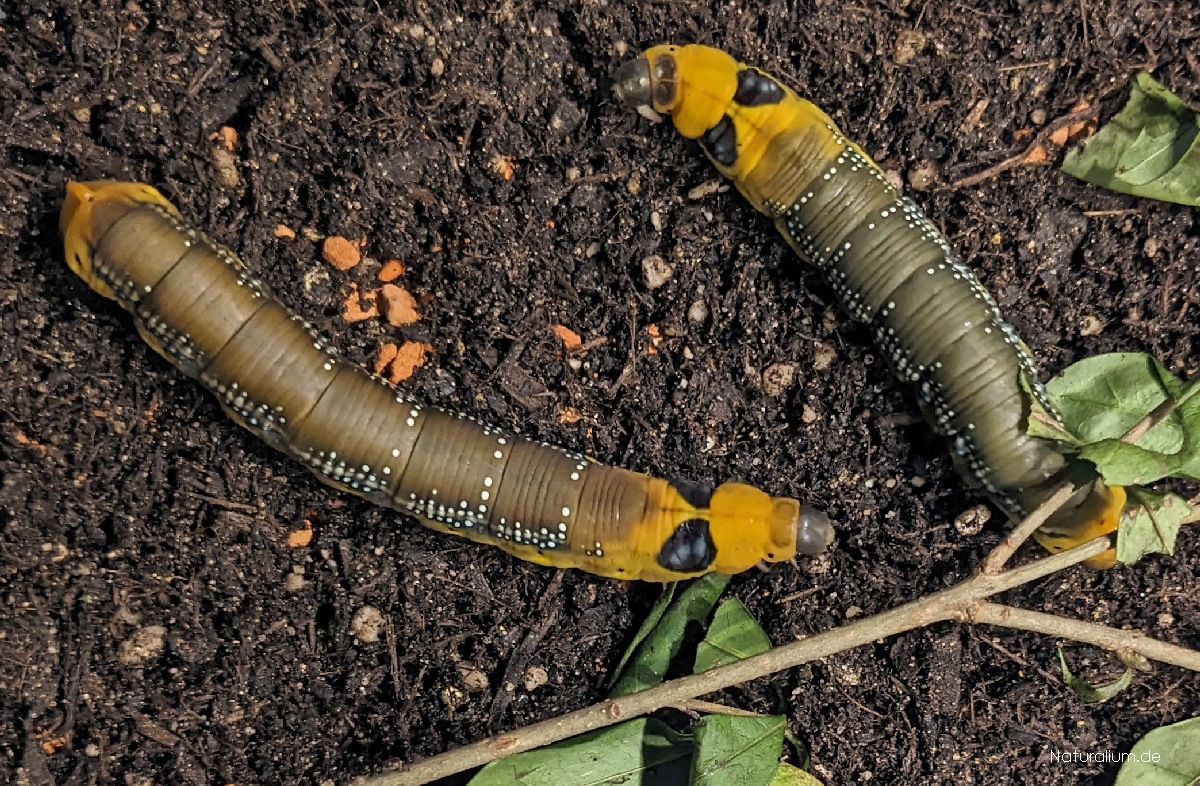 Oleanderschwärmer Daphnis nerii Raupe vor Verpuppung