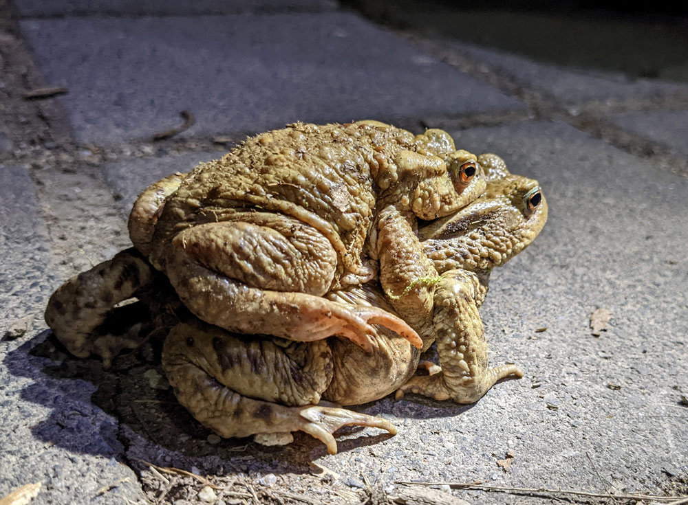 Erdkröte, Bufo bufo