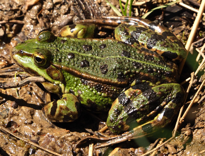 Wasserfrosch, Rana esculenta