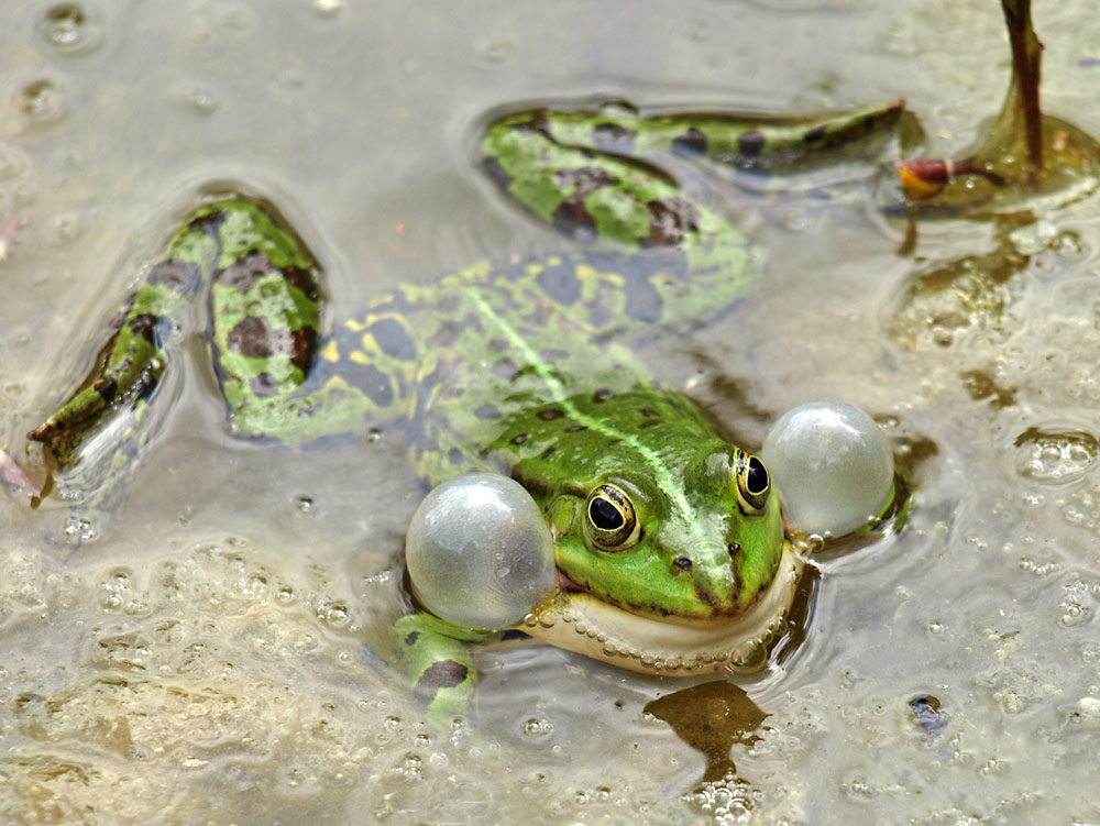 Wasserfrosch, Rana esculenta