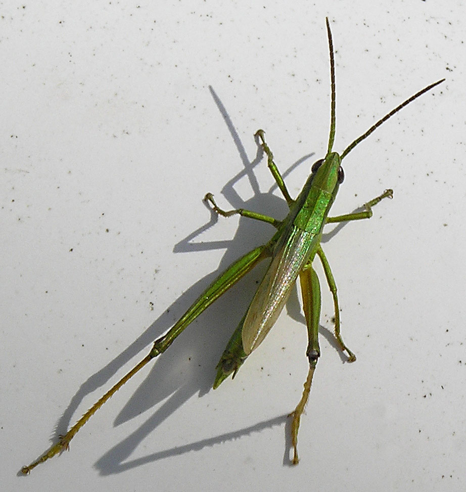 Große Goldschrecke, Chrysochraon dispar