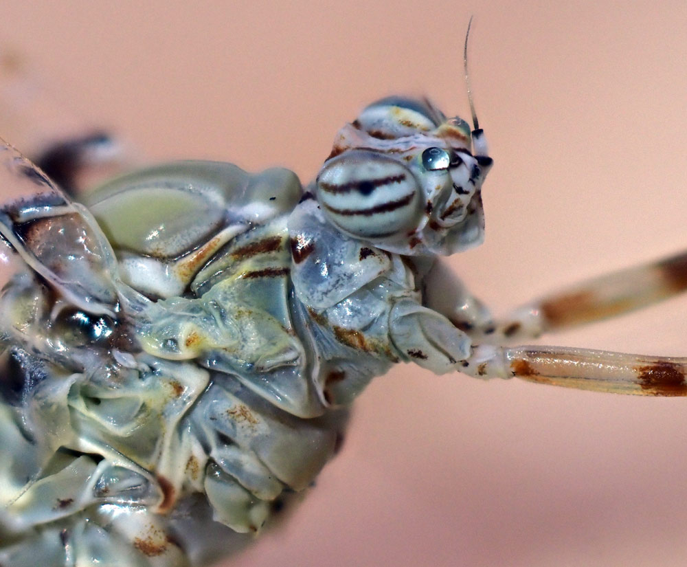 Fliegenhaft, Cloeon dipterum