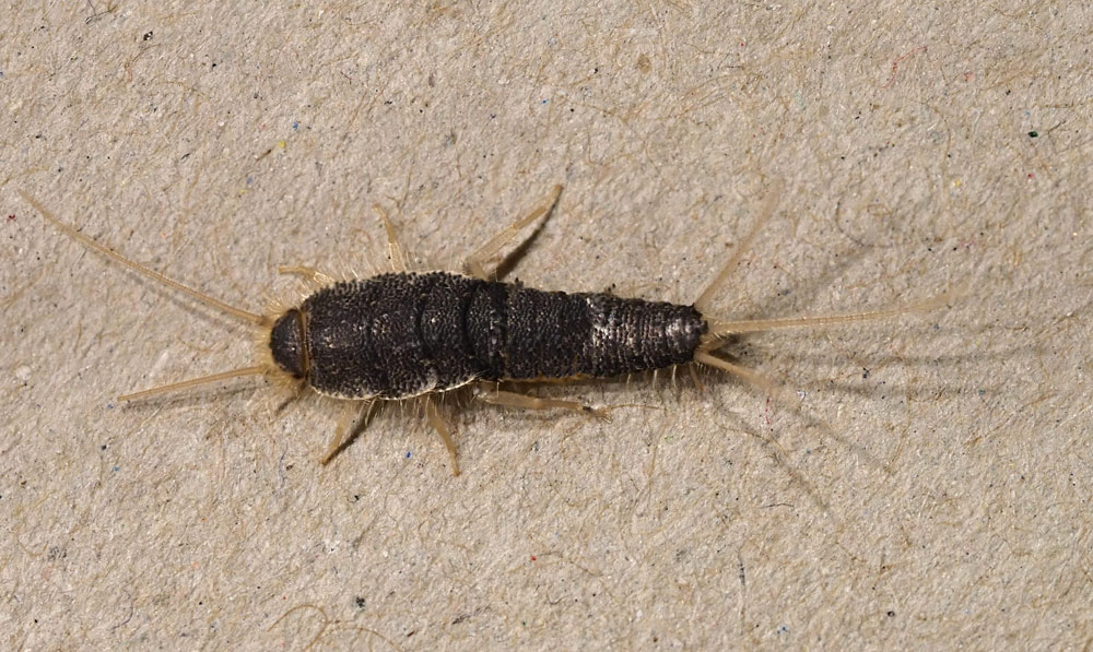 Papierfischchen, Ctenolepisma longicaudata