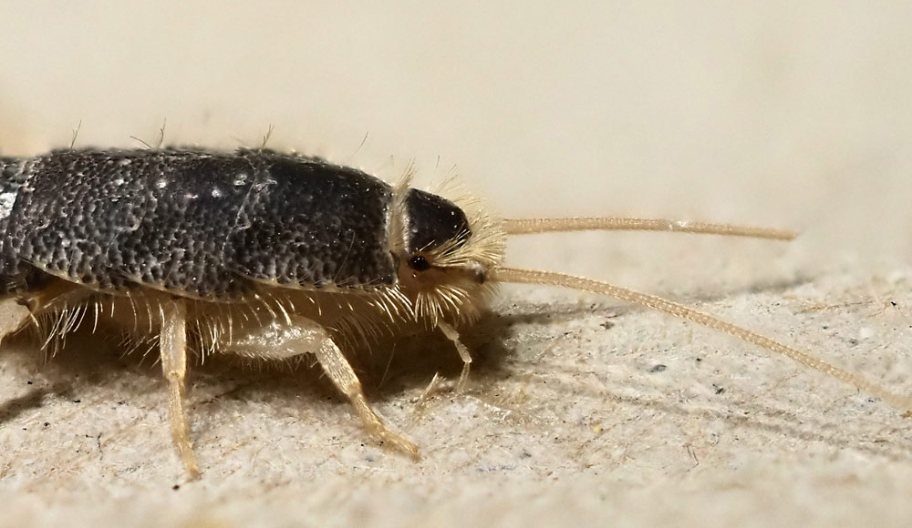 Papierfischchen, Ctenolepisma longicaudata