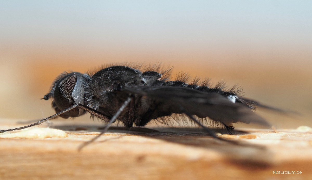 Gewöhnlicher Trauerschweber, Anthrax anthrax