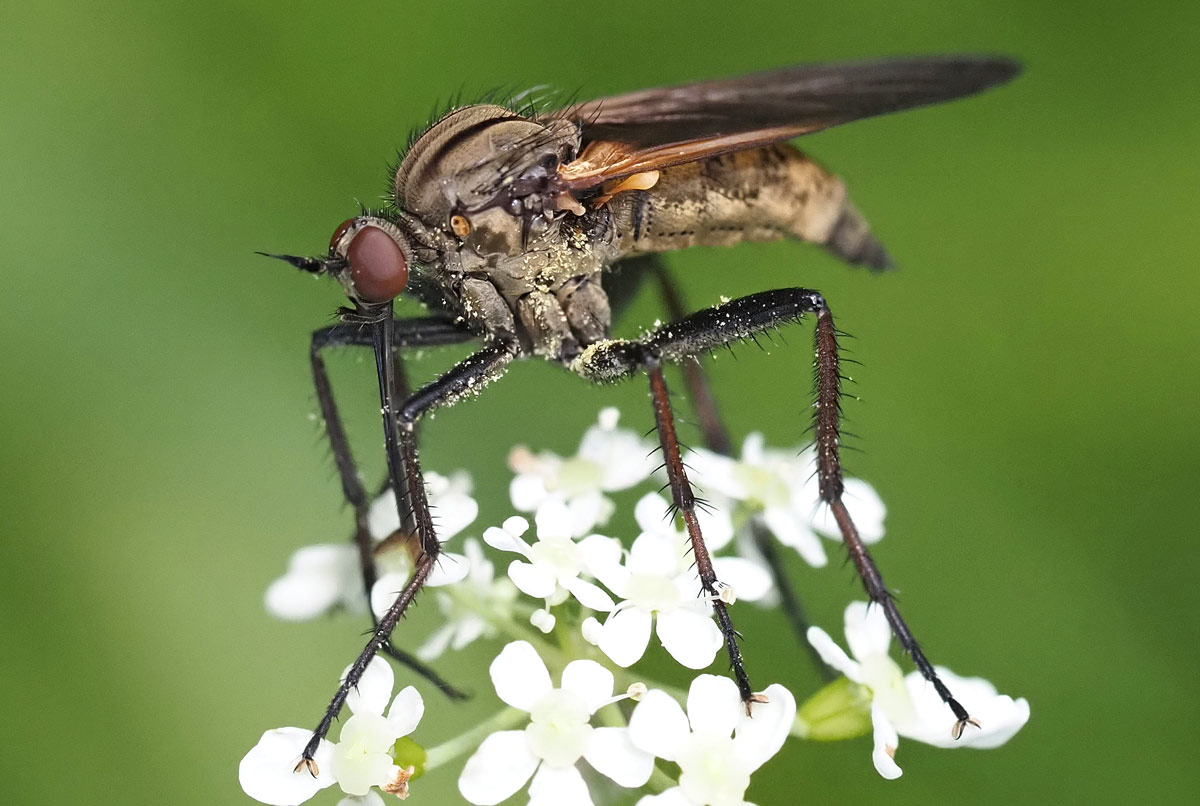 Gewürfelte Tanzfliege, Empis tessellata