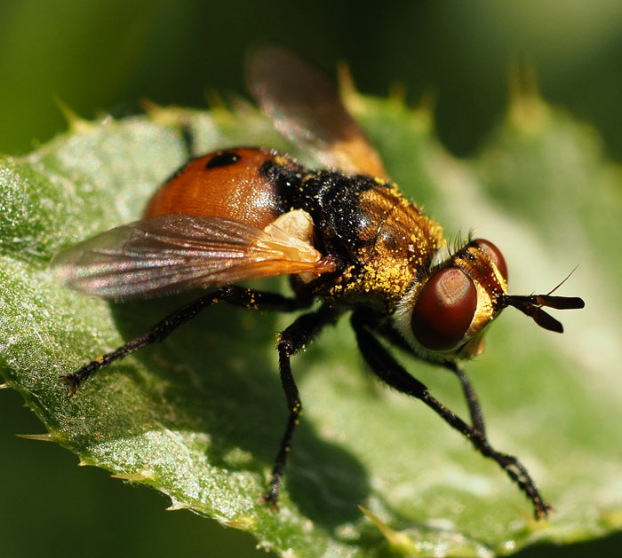Zweiflügler Naturalium.de
