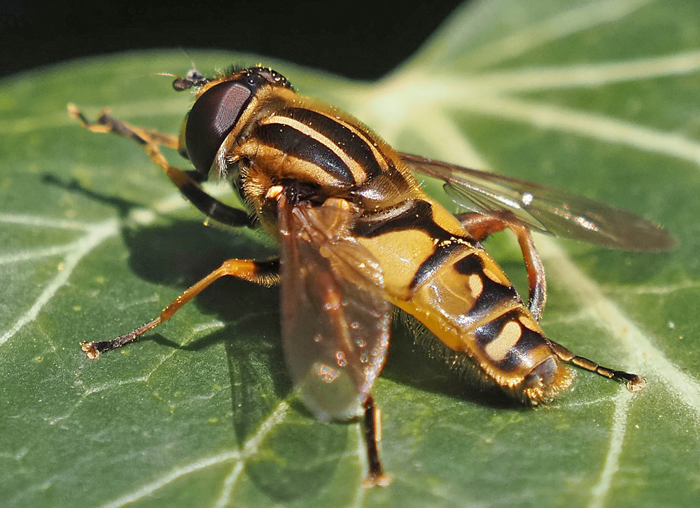 Gemeine Sumpfschwebfliege, Helophilus pendulus