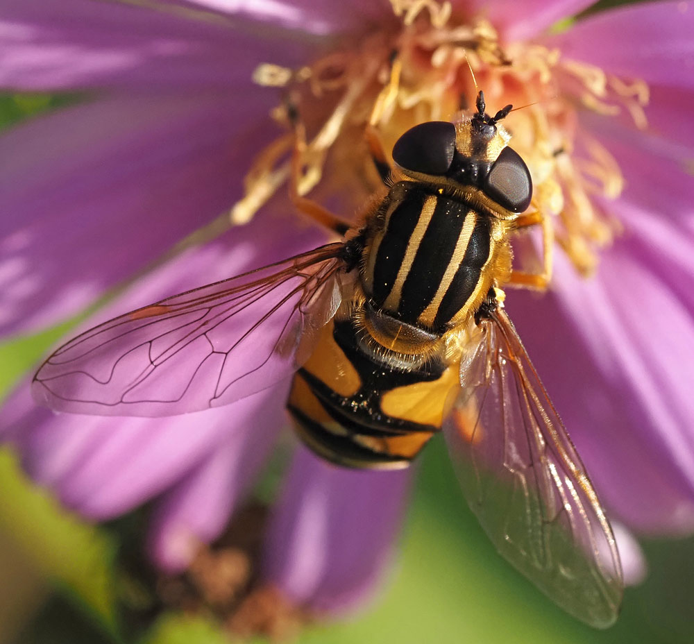 Gemeine Sumpfschwebfliege, Helophilus pendulus