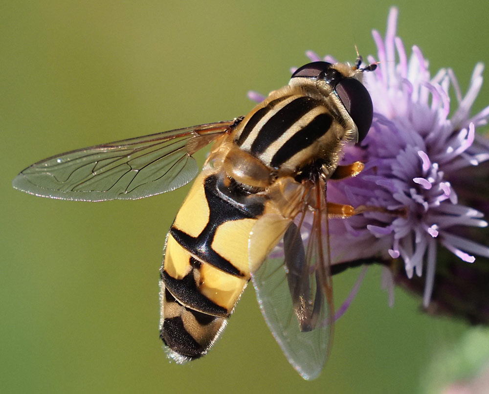 Große Sumpfschwebfliege, Helophilus trivittatus