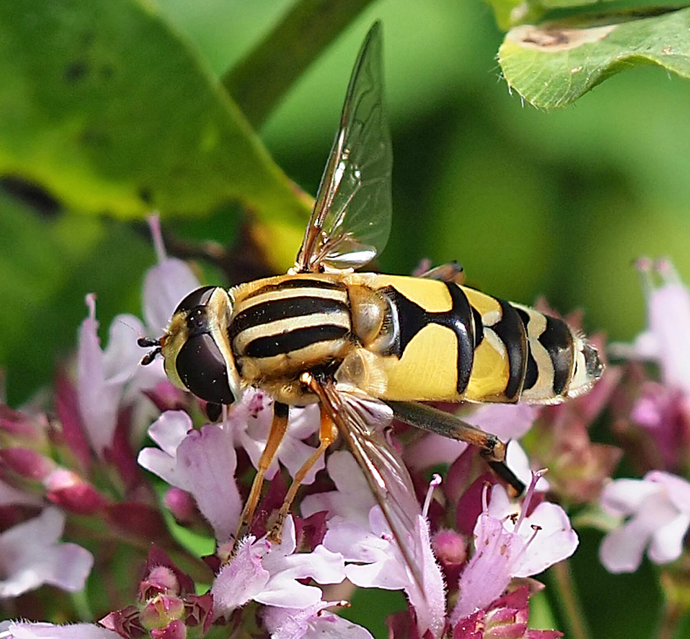 Große Sumpfschwebfliege, Helophilus trivittatus w