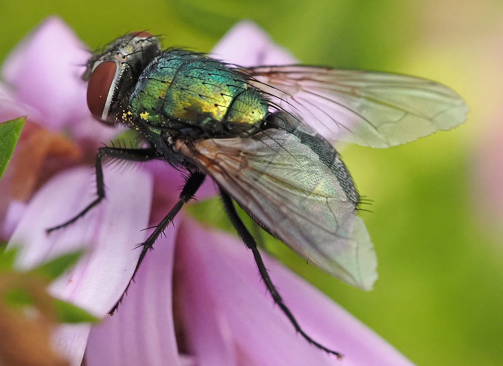 Goldfliege, Lucilia spec.