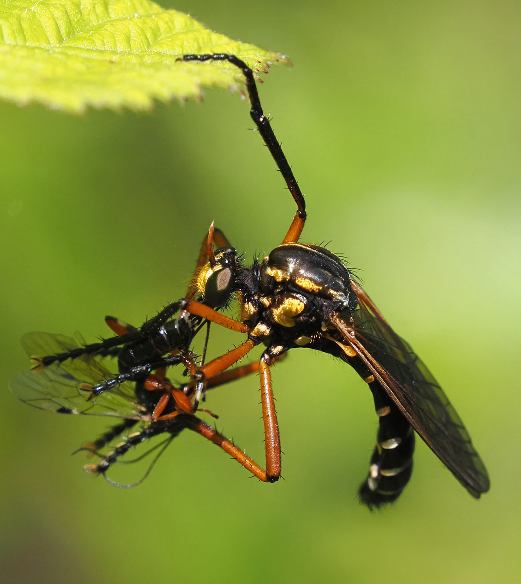 Kleine Wolfsfliege, Molobratia teutonus