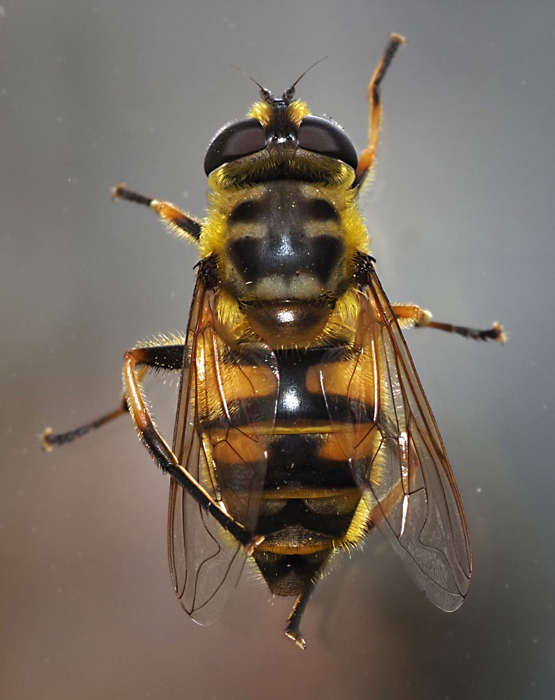 Totenkopfschwebfliege, Myothropa florea