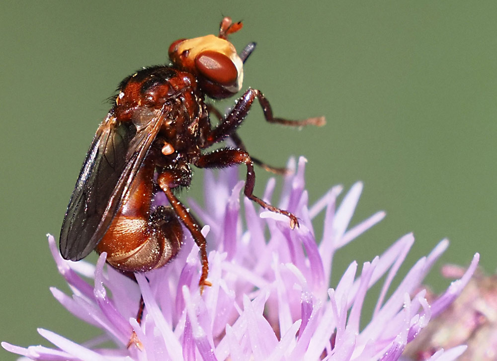Gemeine Breitstirnblasenkopffliege, Sicus ferrugineus