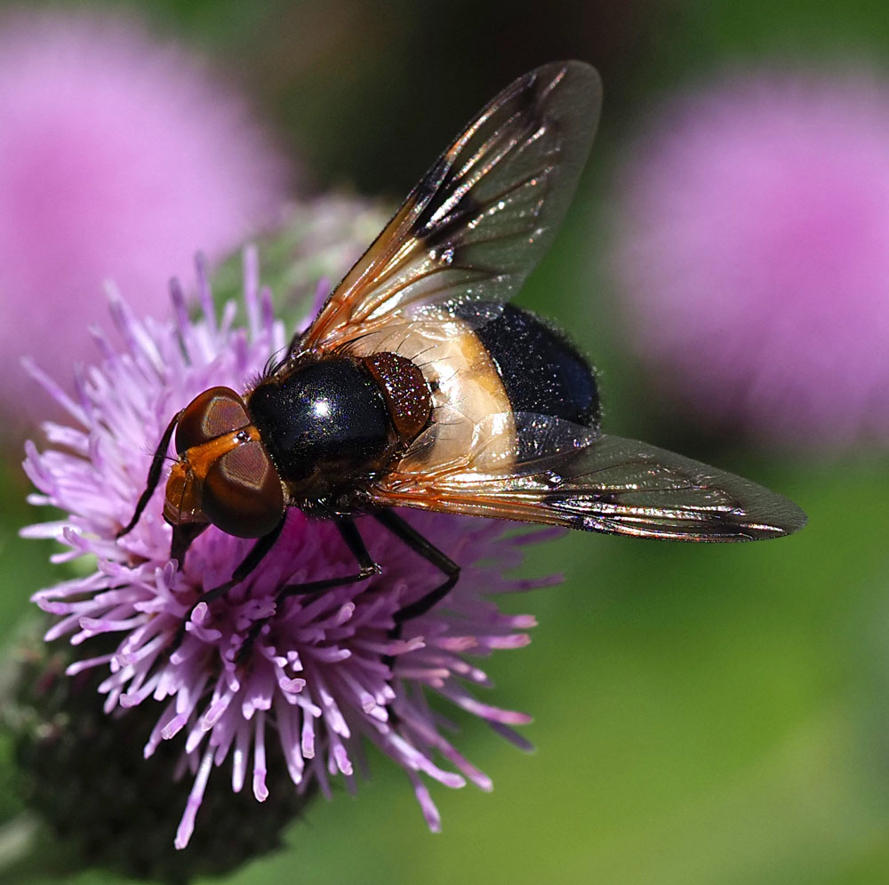 Gemeine Waldschwebfliege, Volucella pellucens