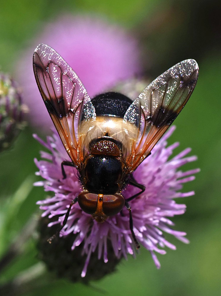 Gemeine Waldschwebfliege, Volucella pellucens