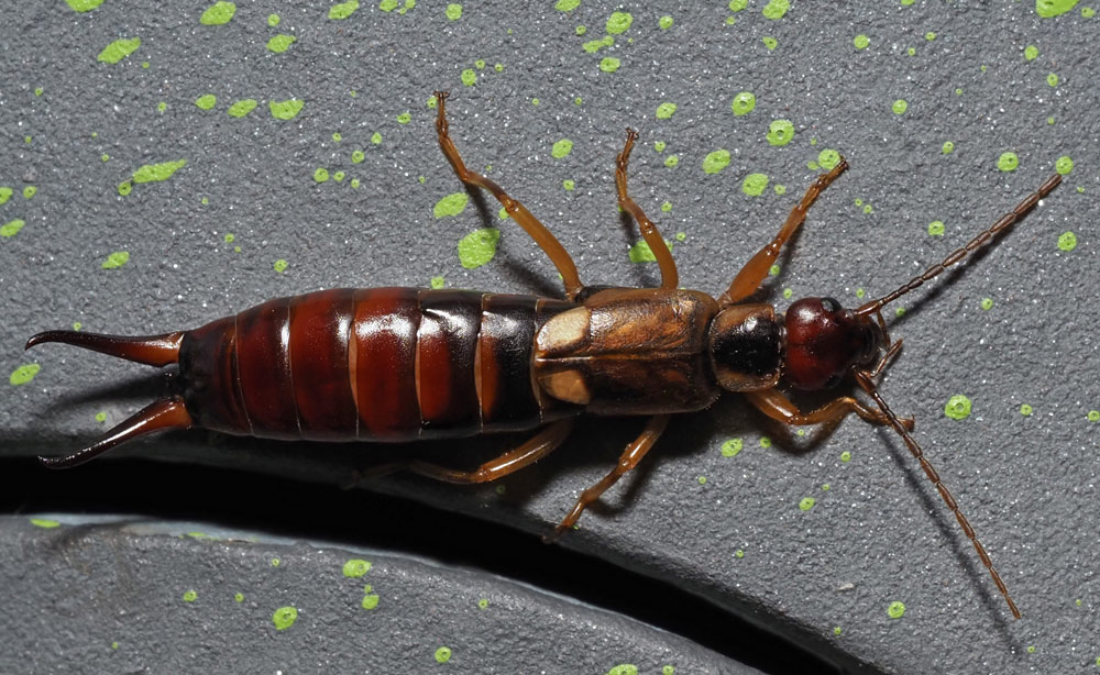 Gemeiner Ohrwurm, Forficula auricularia