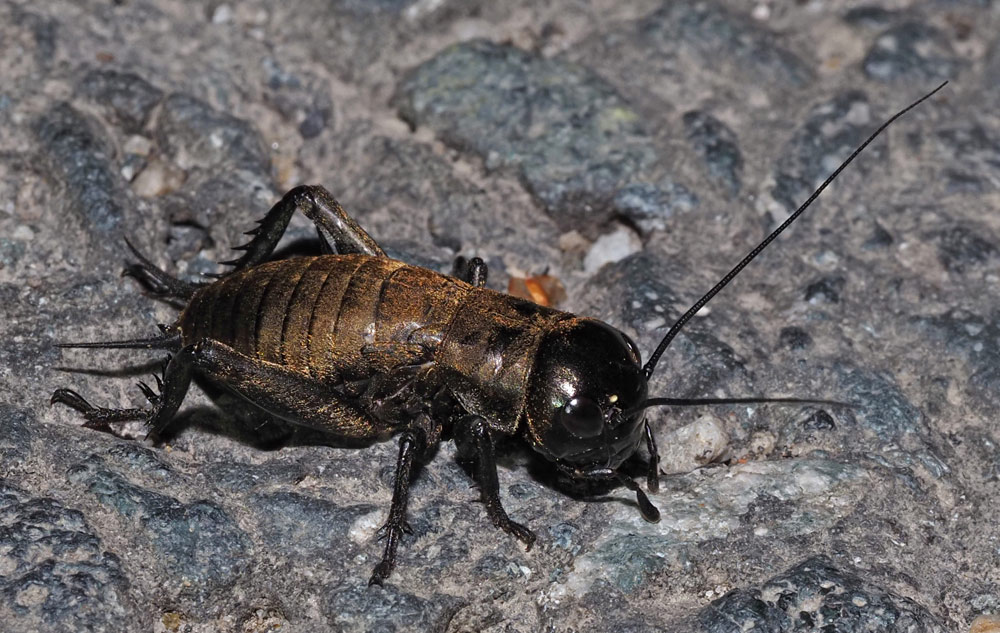 Feldgrille, Gryllus campestris Nymphe