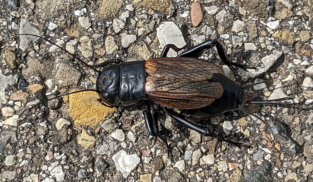 Feldgrille, Gryllus campestris