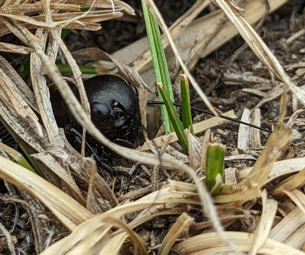 Feldgrille, Gryllus campestris