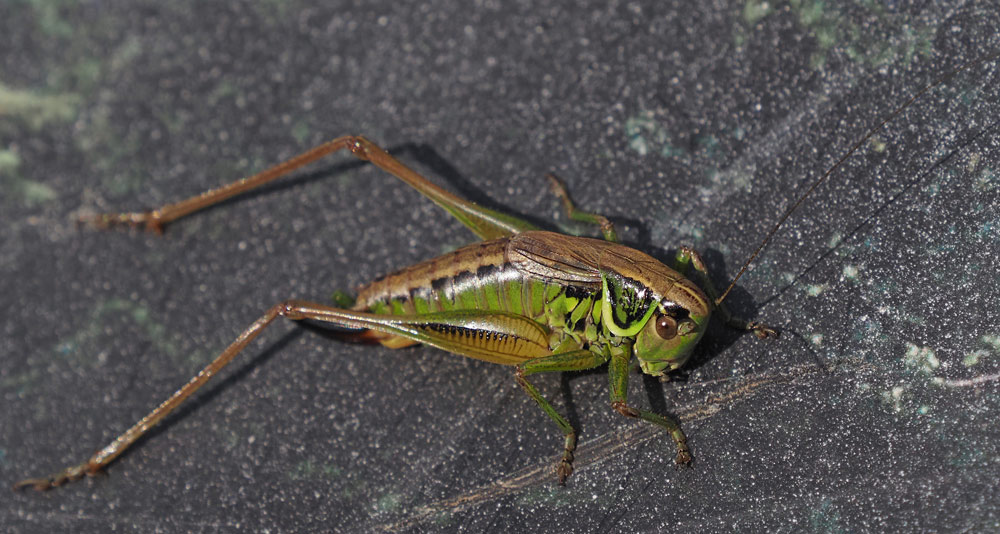 Roesels Beißschrecke, Roeseliana roeselii