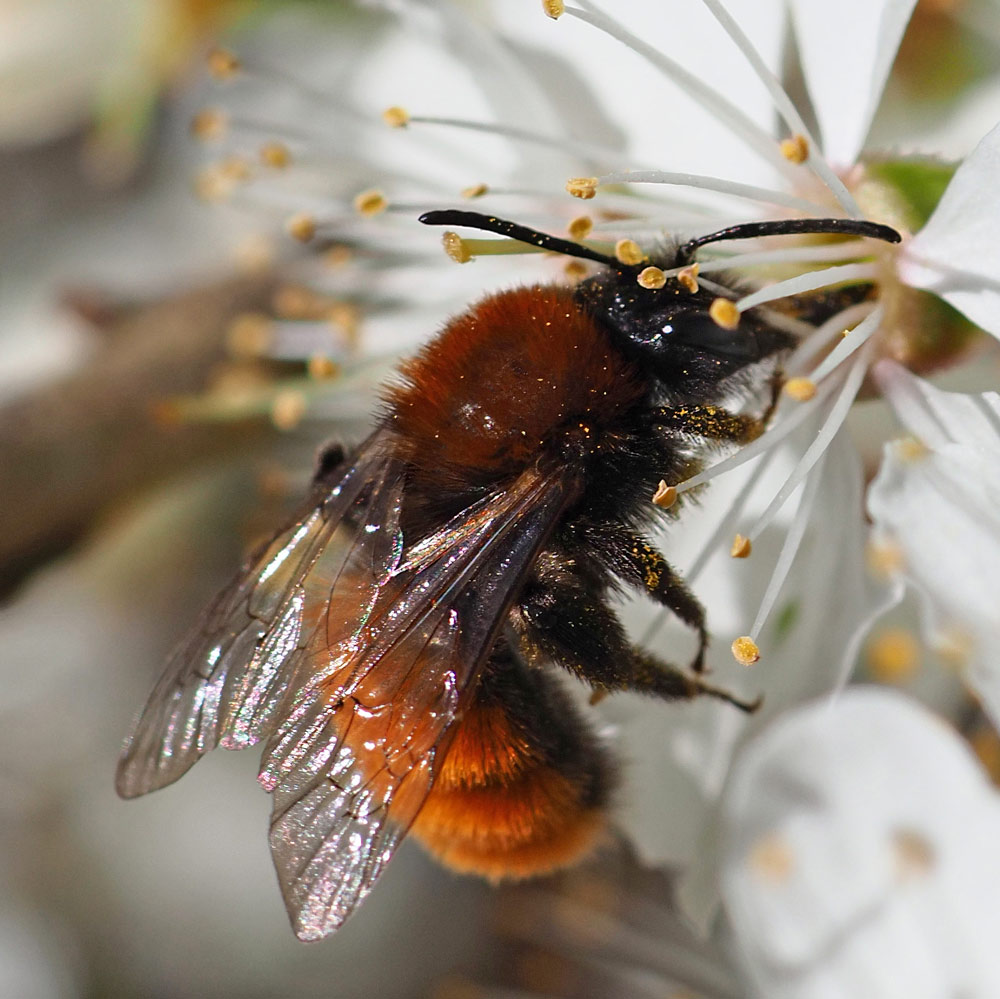 Fuchsrote Sandbiene, Andrena fulva