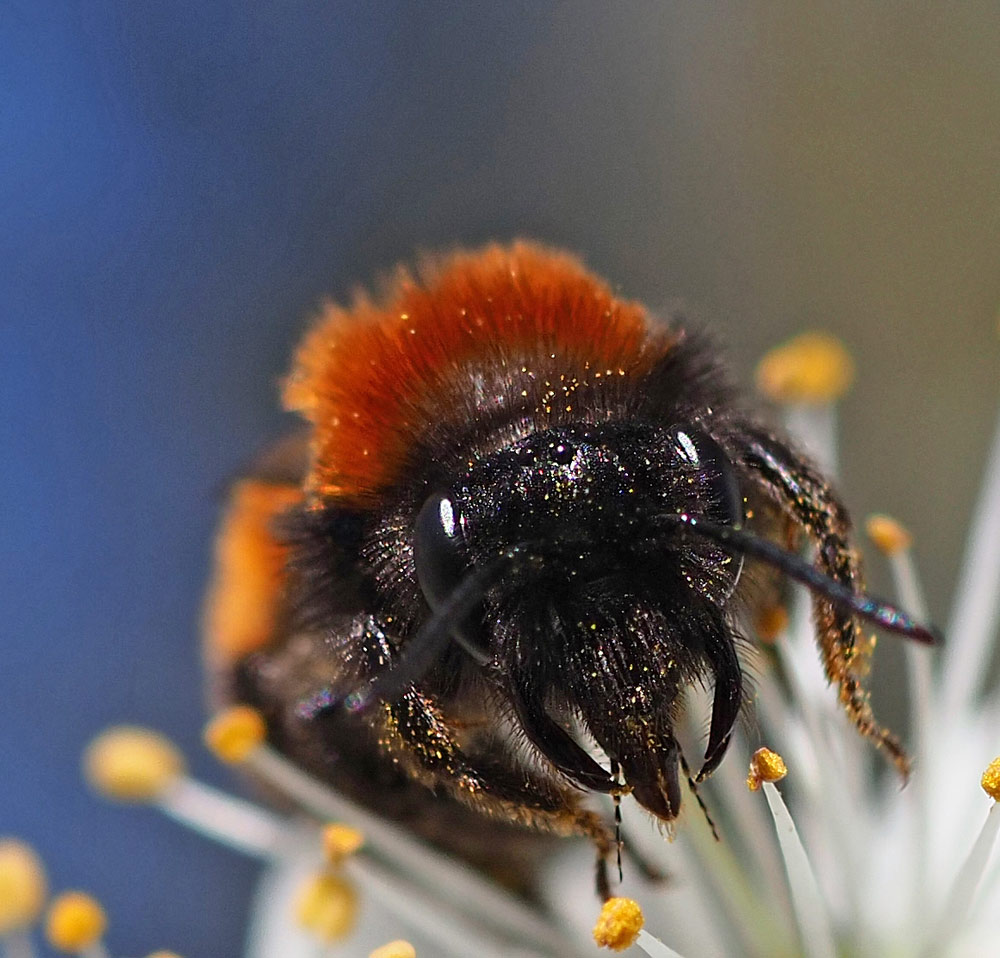 Fuchsrote Sandbiene, Andrena fulva