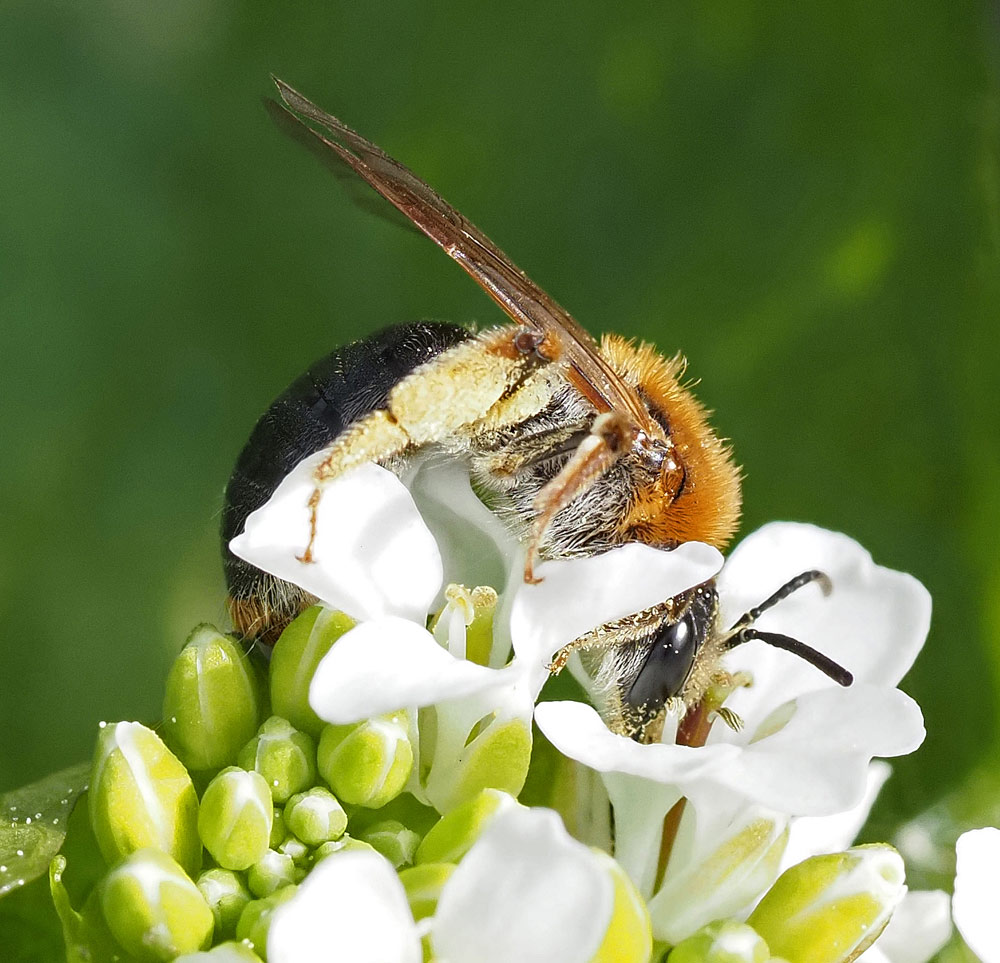 Rotschopfige Sandbiene, Andrena haemorrhoa Weibchen