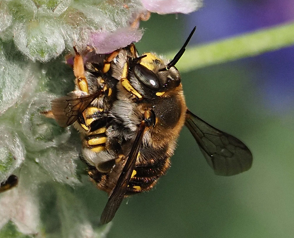 Garten-Wollbiene, Anthidium manicatum