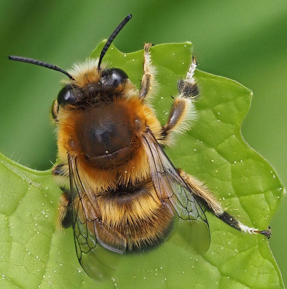 Streifen-Pelzbiene, Anthophora aestivalis Männchen