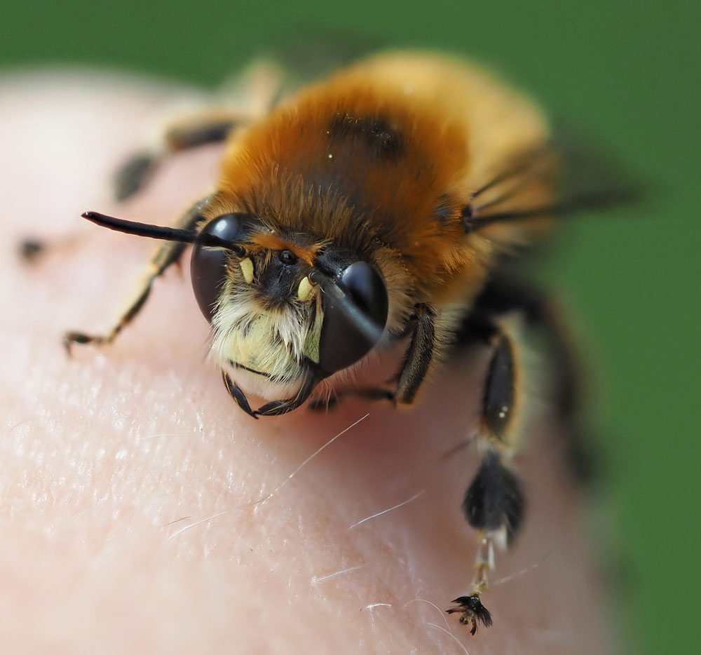 Streifen-Pelzbiene, Anthophora aestivalis Männchen