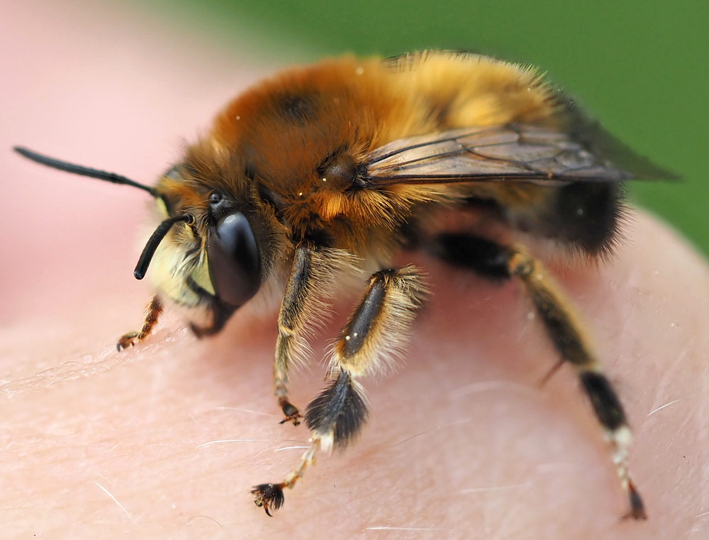 Streifen-Pelzbiene, Anthophora aestivalis Männchen