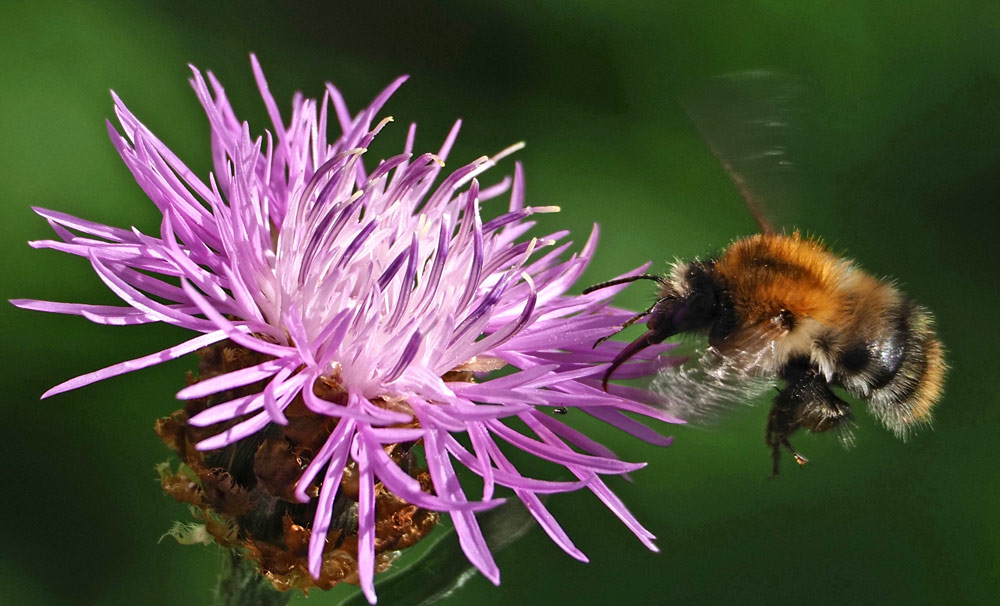 Ackerhummel, Bombus pascuorum im Flug