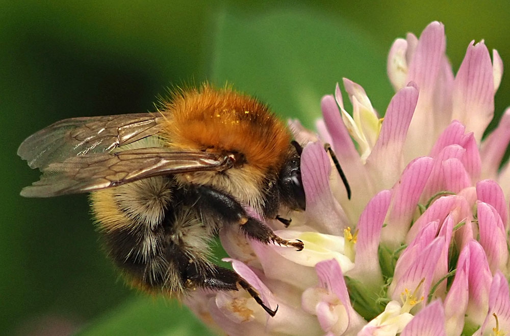 Ackerhummel, Bombus pascuorum