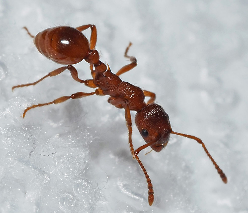 Rote Knotenameise, Myrmica rubra