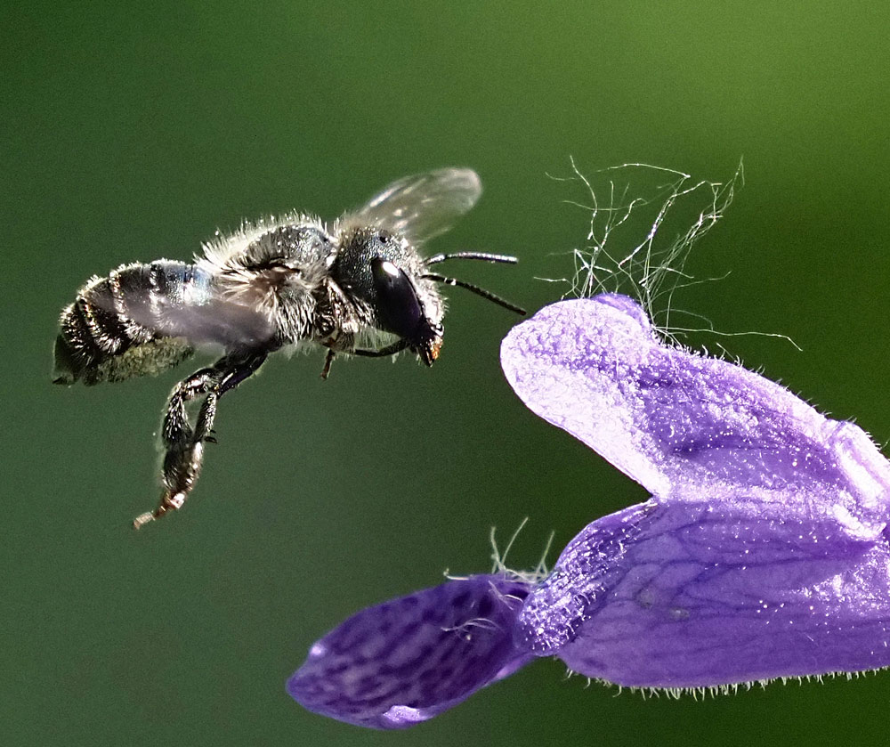 Stahlblaue Mauerbiene, Osmia caerulescens Weibchen