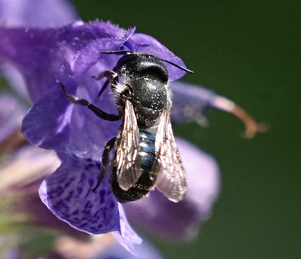 Stahlblaue Mauerbiene, Osmia caerulescens Weibchen