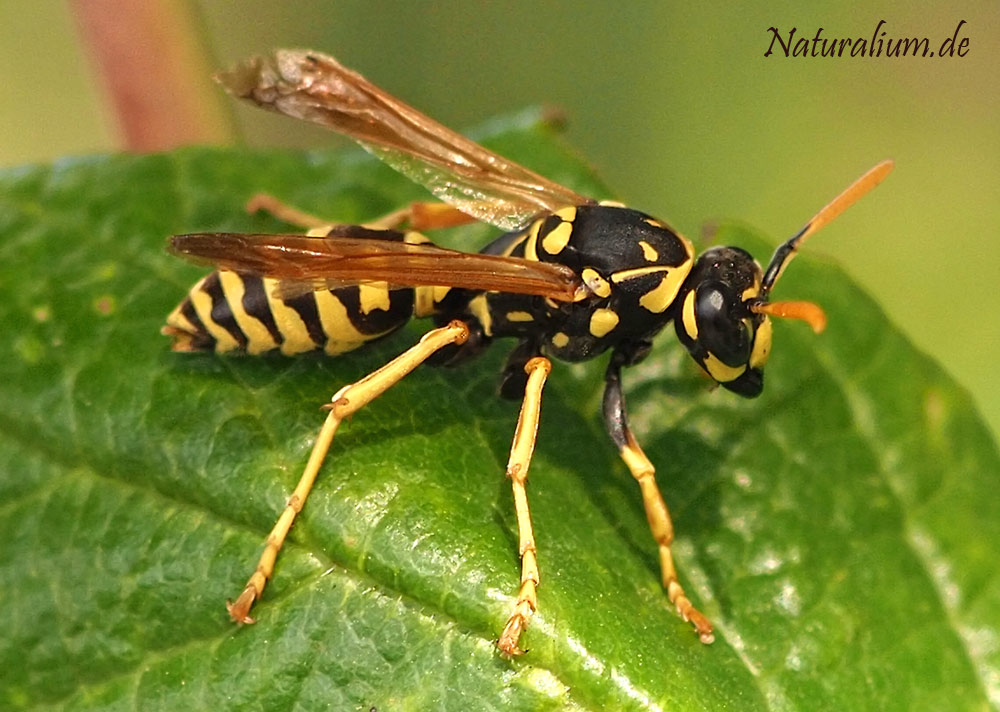 Haus-Feldwespe, Polistes dominula