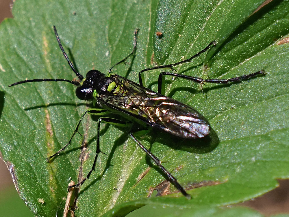 Grünschwarze Blattwespe, Tenthredo mesomela