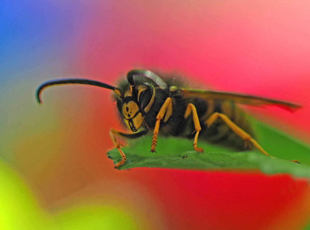 Deutsche Wespe, Vespula germanica
