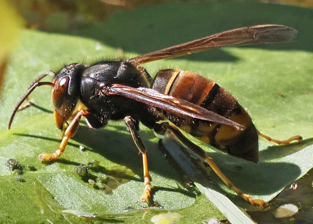 Asiatische Hornisse, Vespa velutina
