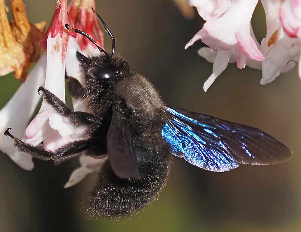 Blaue Holzbiene, Xylocopa violaceae
