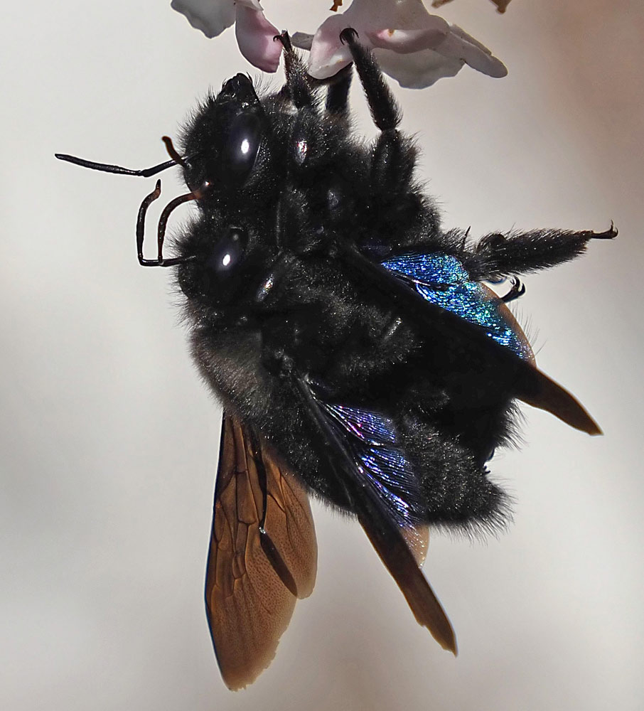 Blaue Holzbiene, Xylocopa violaceae Paarung