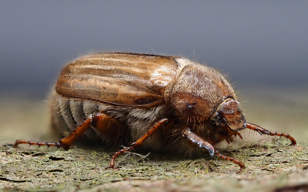 Gerippter Brachkäfer, Amphimallon solstitiale
