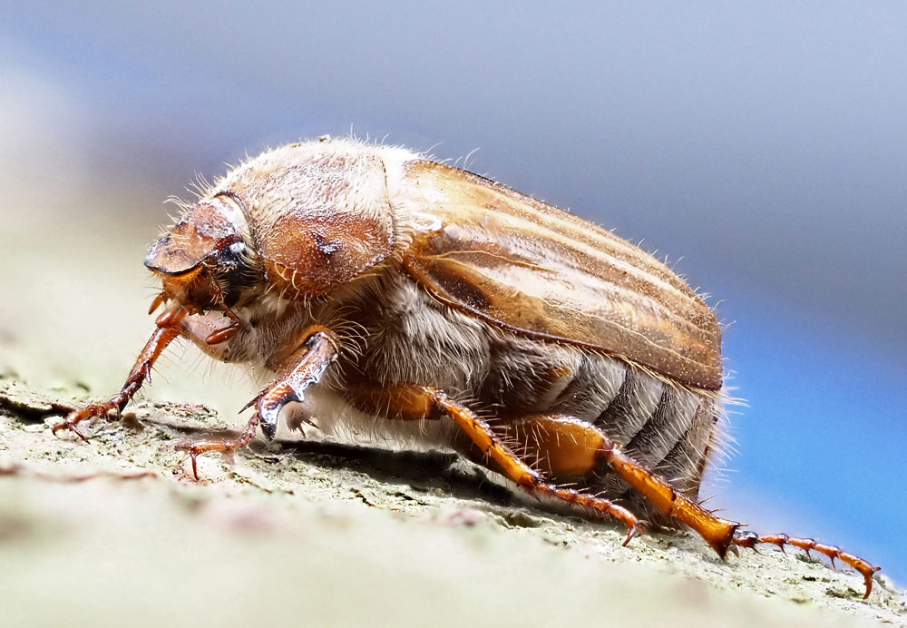 Gerippter Brachkäfer, Amphimallon solstitiale